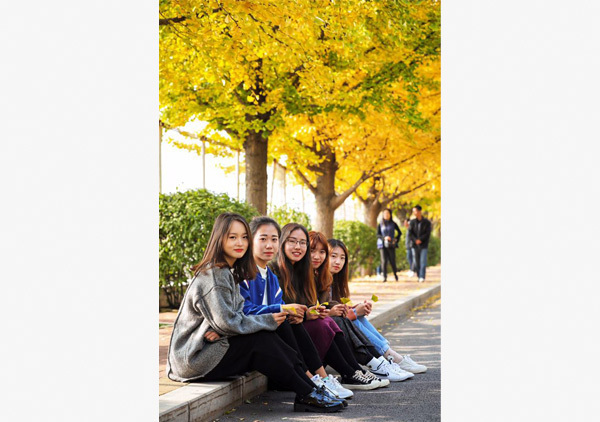 Golden ginkgo trees grace campus