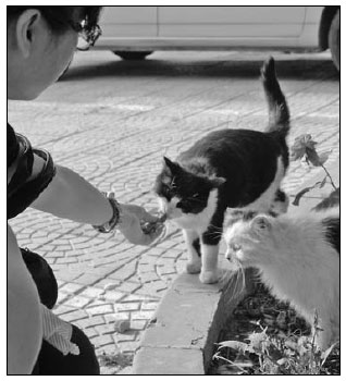 College students abandon pets as they leave campus