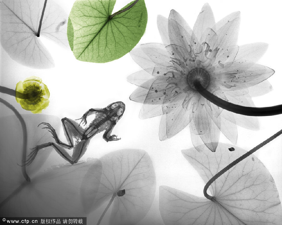 X-ray art mimics Chinese ink paintings