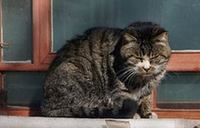 Forbidden City shelters stray cats to scare away mice