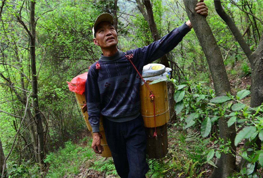 The last bee-catcher