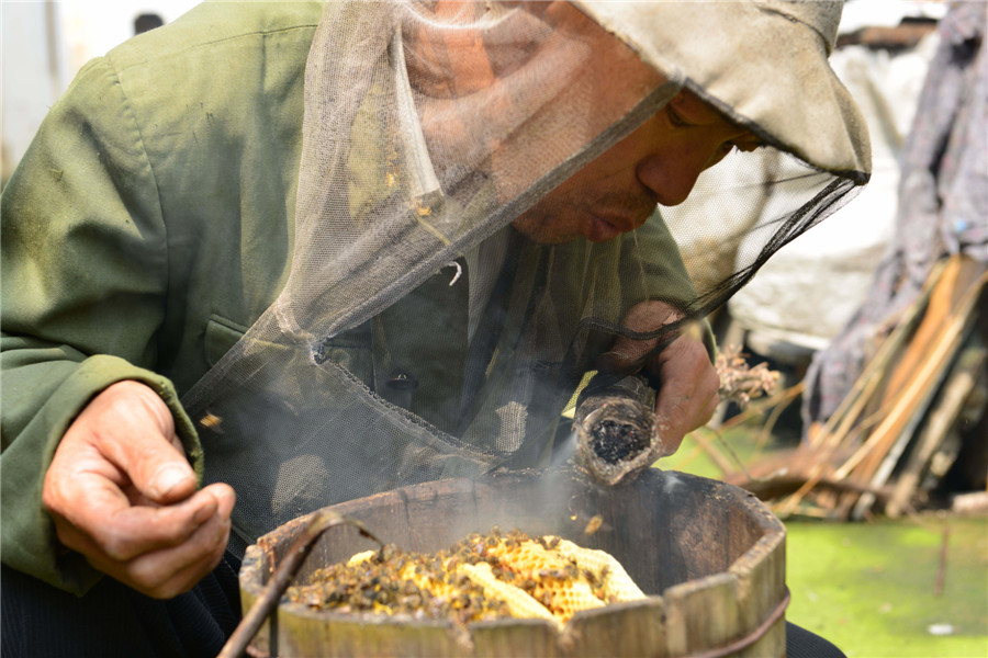 The last bee-catcher