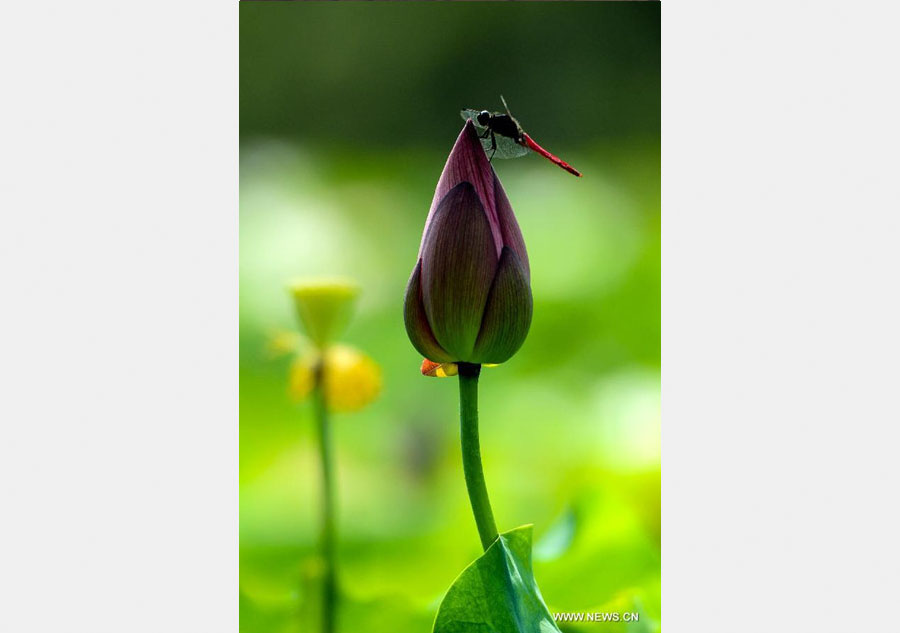 Breathtaking lotus in southwest China