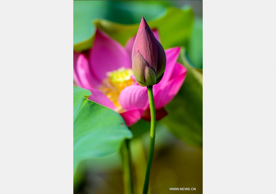 Breathtaking lotus in southwest China