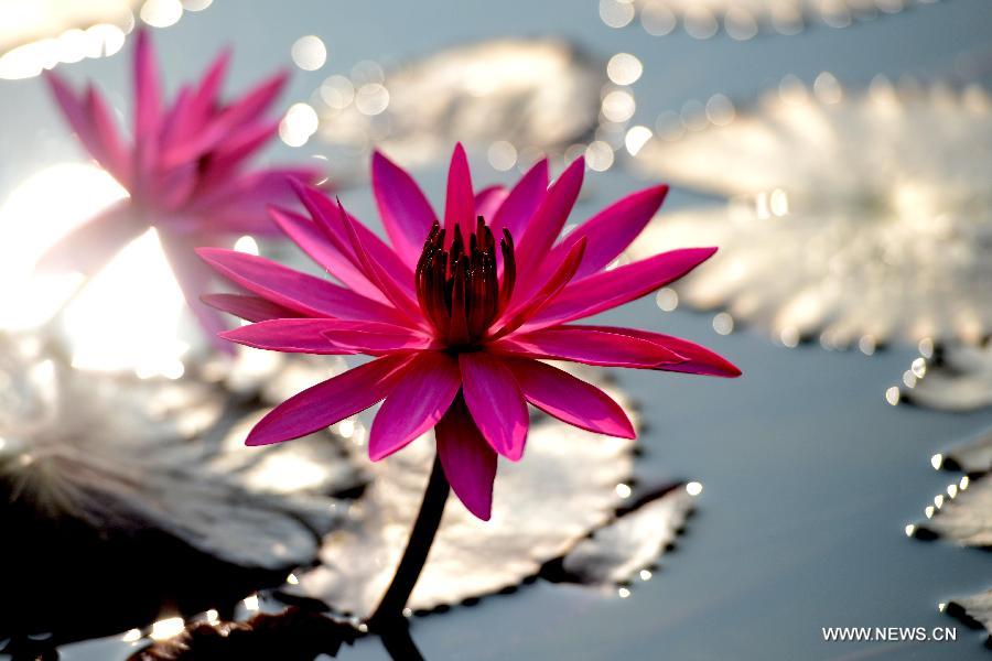 Breathtaking lotus in southwest China