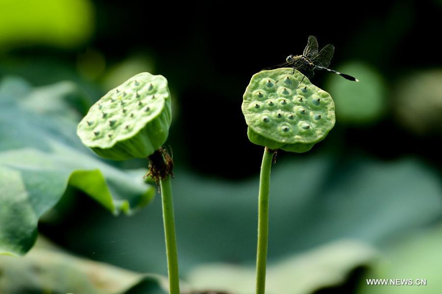 Breathtaking lotus in southwest China