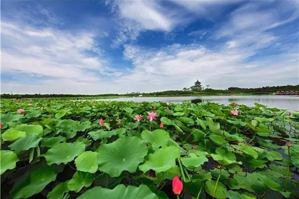 Shanghai holds lotus show in 15 parks