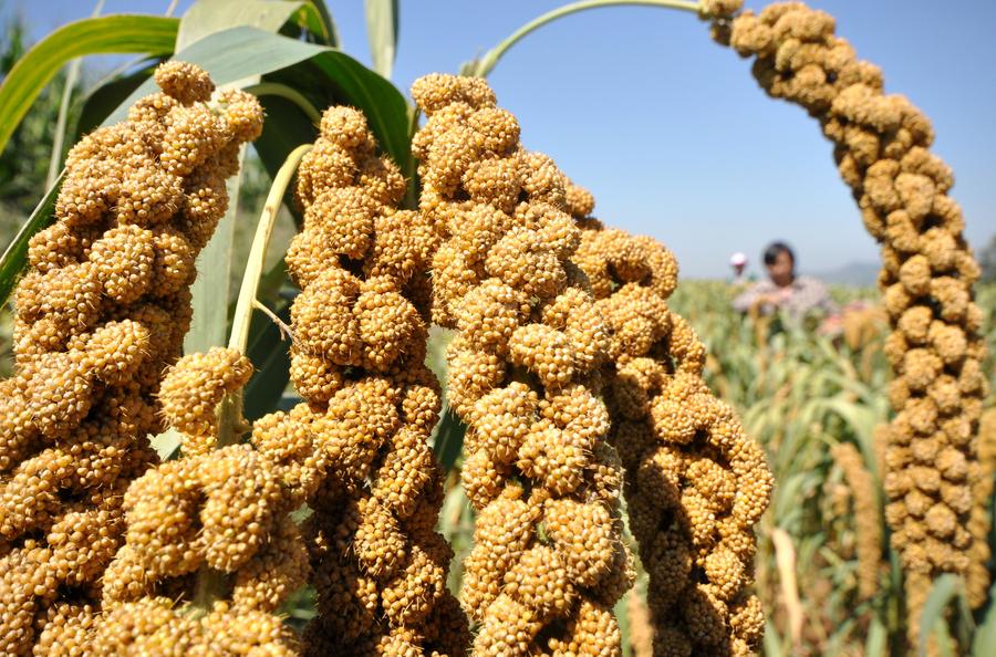 Harvest season colored by ripe crops around China