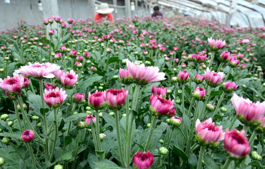 Harvest season colored by ripe crops around China