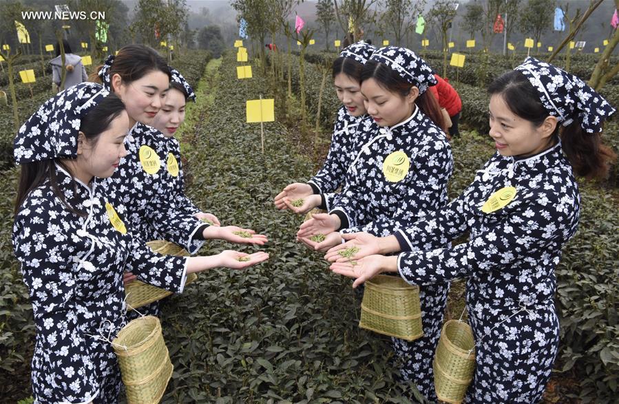 9th Yibin Spring Tea Festival opens in SW China