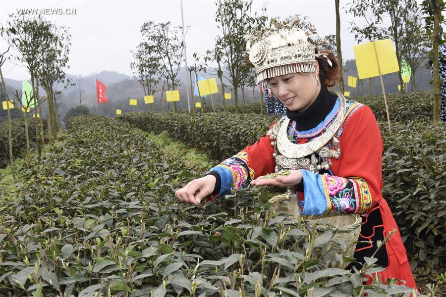 9th Yibin Spring Tea Festival opens in SW China