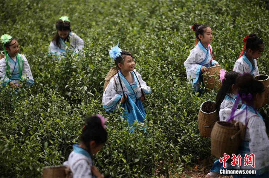 Chinese, foreigners pick tea leaves in ancient costumes