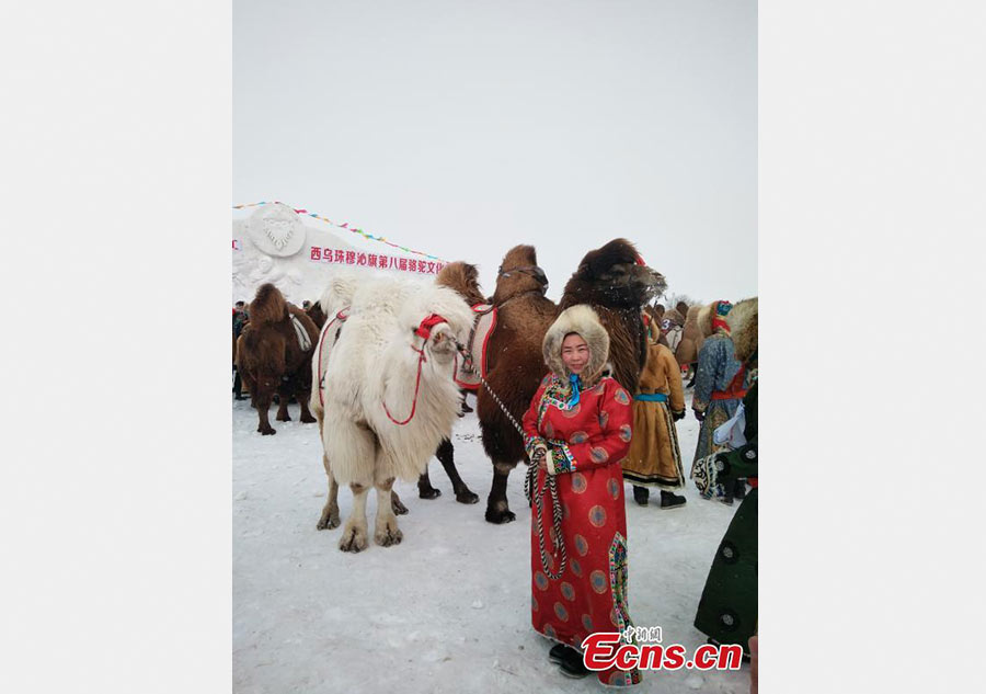 Camel-themed Naadam festival in Inner Mongolia