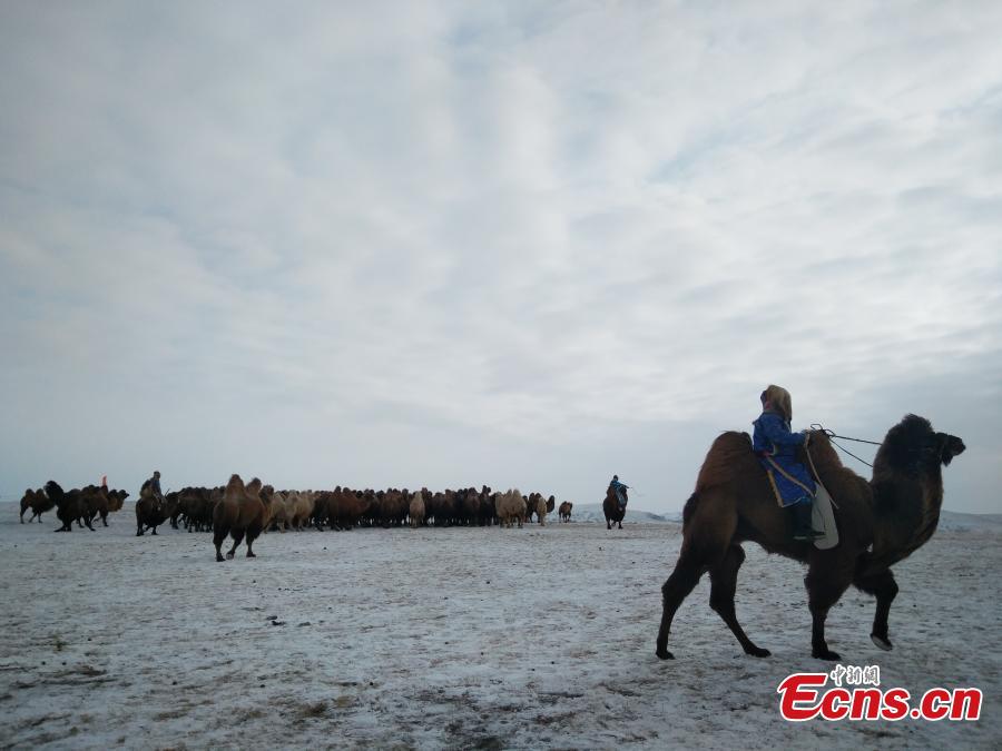 Camel-themed Naadam festival in Inner Mongolia