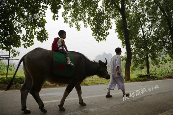 Kid rides an ox to preschool as dad indulges in Sinology