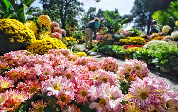 Chrysanthemum: The symbol of vitality in Chinese culture