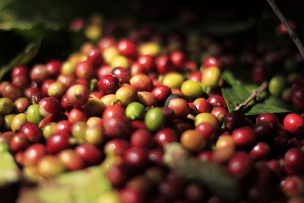 Santa Adelaida coffee beans