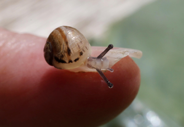 Snail farm in Vienna