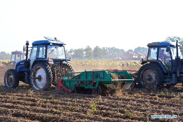 Potatoes in Inner Mongolia entered harvest season