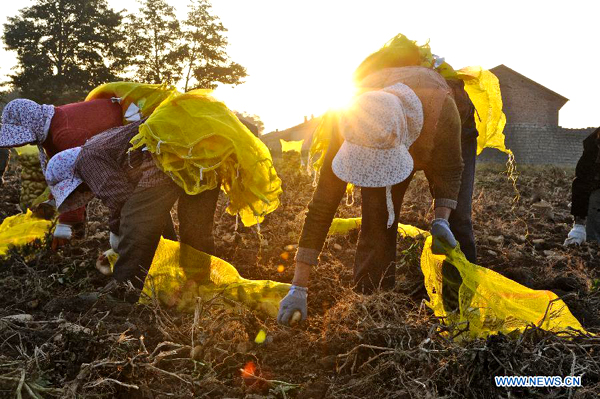 Potatoes in Inner Mongolia entered harvest season