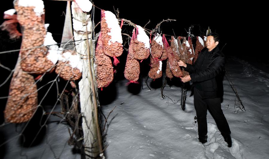 Ice wine vineyard in Northeast China