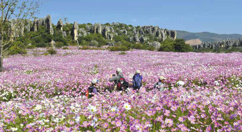 Yunnan Special: Blossoming beauty in the Naigu Stone Forest