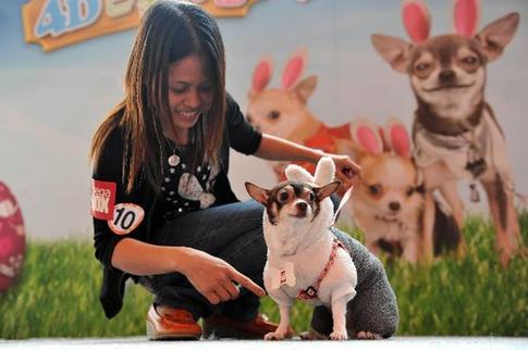 Cute dogs beauty contest in Hong Kong