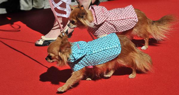 International Dog Festival in Tallin