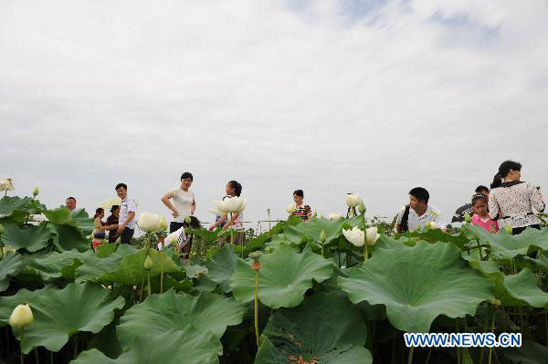 National Lotus Flowers Exhibition held in Chongqing