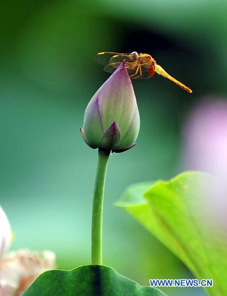 National Lotus Flowers Exhibition held in Chongqing