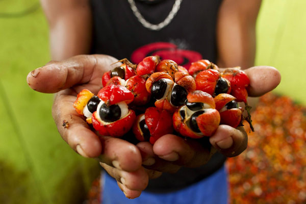 Maues, the 'Land of Guarana'