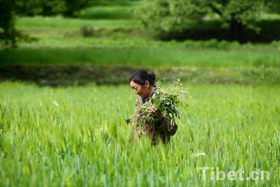 Tibetan farmers in highland barley field