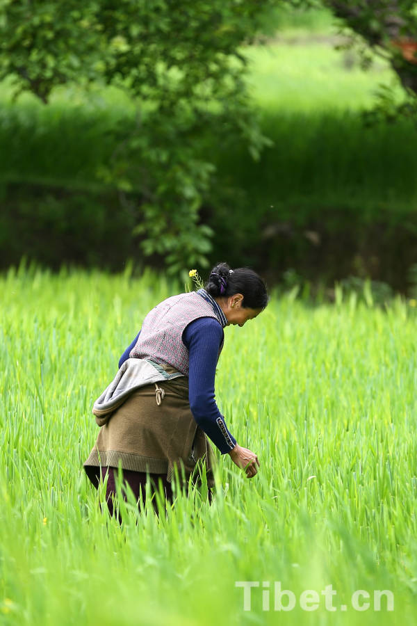 Tibetan farmers in highland barley field