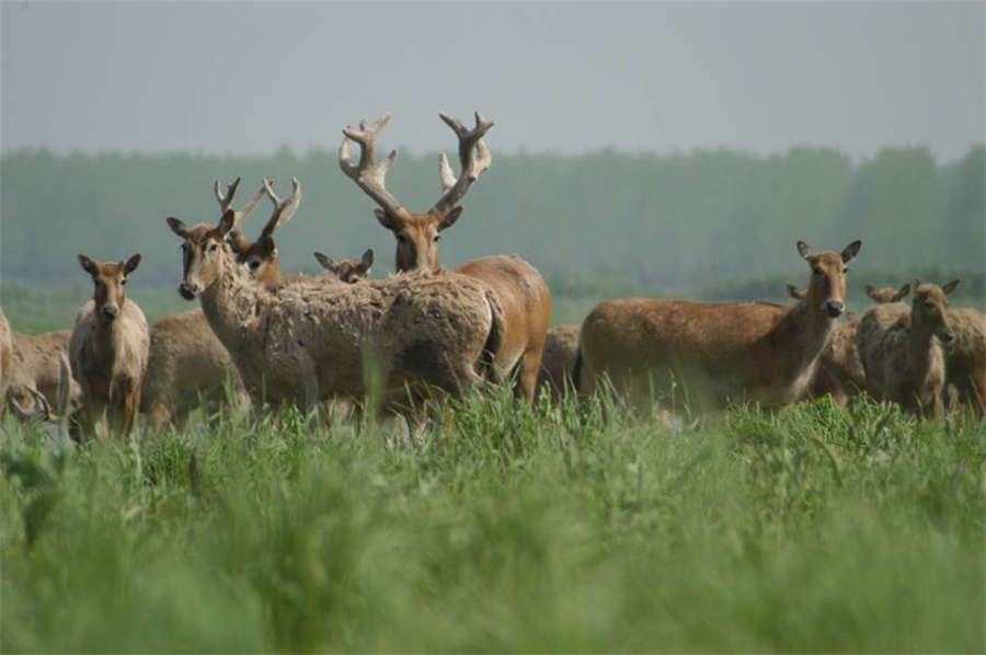 Milu deer thrive at nature reserve