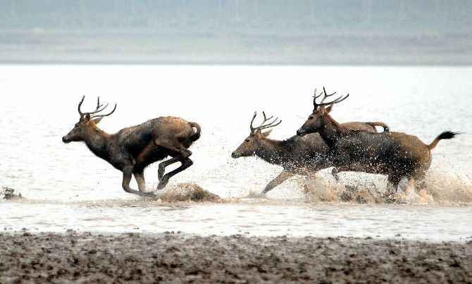 Milu deer thrive at nature reserve