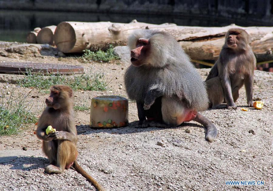 Lovely animals escape scorching heat