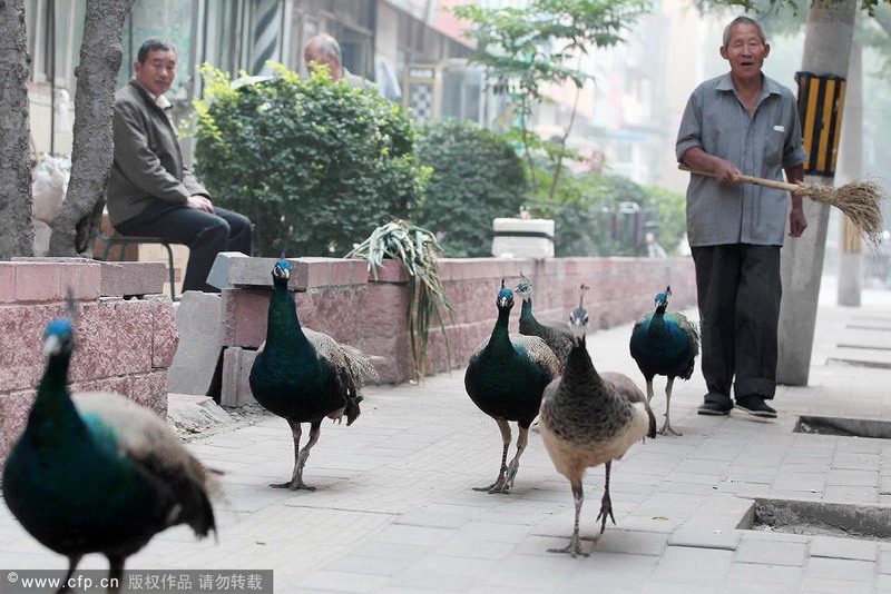 New pet favorites for the Chinese