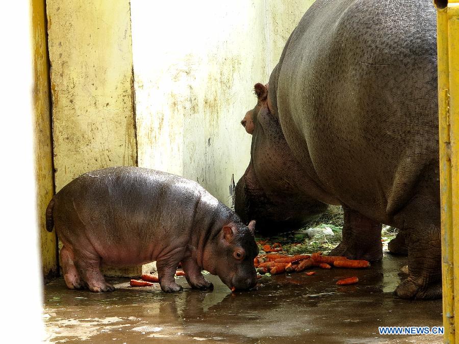 Daily life of hippos family at Jinan zoo