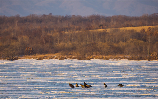 Birds in Jingxin Wetland