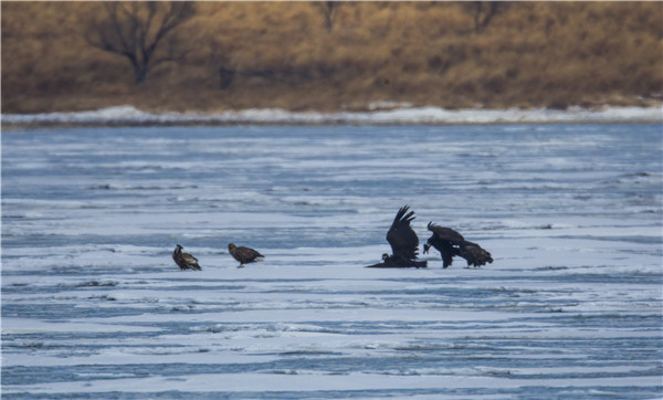 Birds in Jingxin Wetland