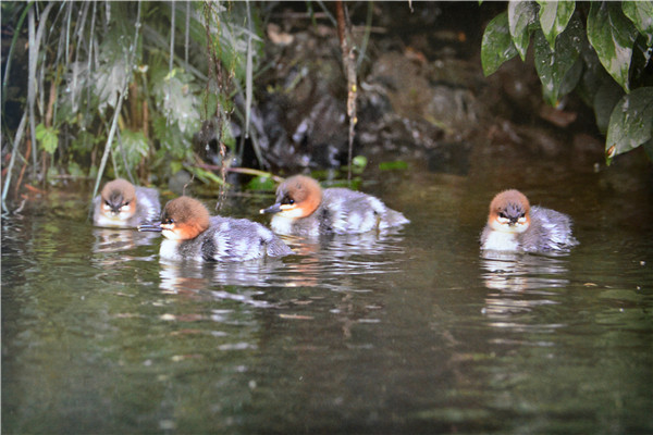 Building homes for rare birds