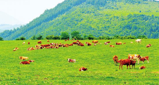 Cattle raising helps poverty alleviation in Jilin