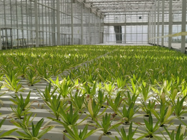 Vegetables grow without soil in chilly Northeast