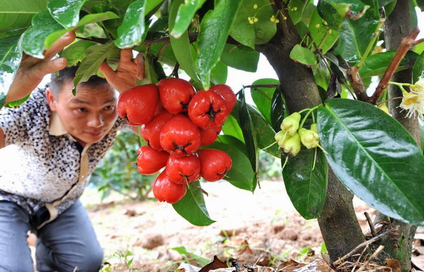 Cross-Straits agricultural cooperation heats up