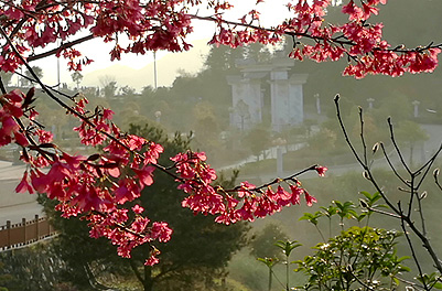 6 best places to see Fujian's beautiful winter flowers