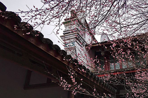 6 best places to see Fujian's beautiful winter flowers