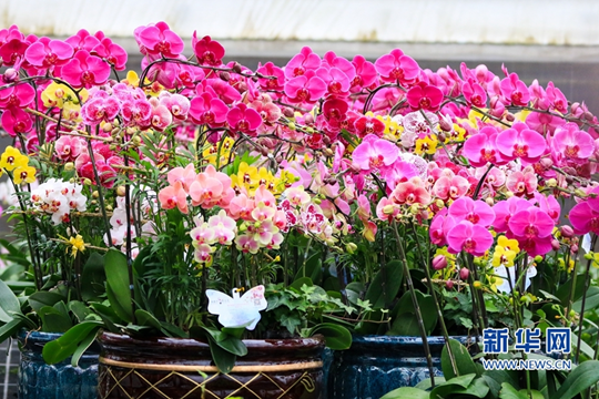 In pics: blossom-adorned Zhangzhou