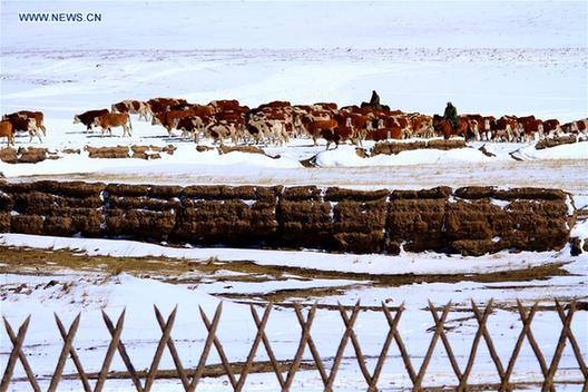 Scenery of snow-covered grassland in China's Gansu