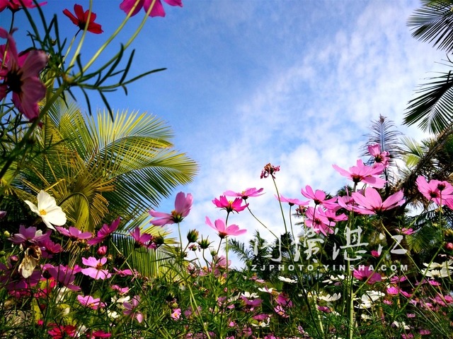 Beautiful Zhanjiang: cosmic garden in Haibin Park