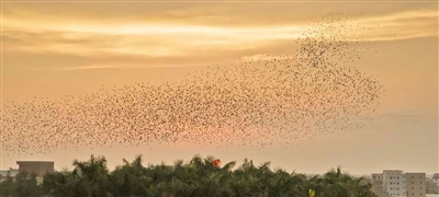 Migratory birds protected in Wuchuan